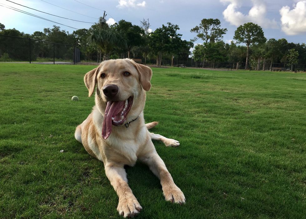 My Labrador Retriever at the local dog park