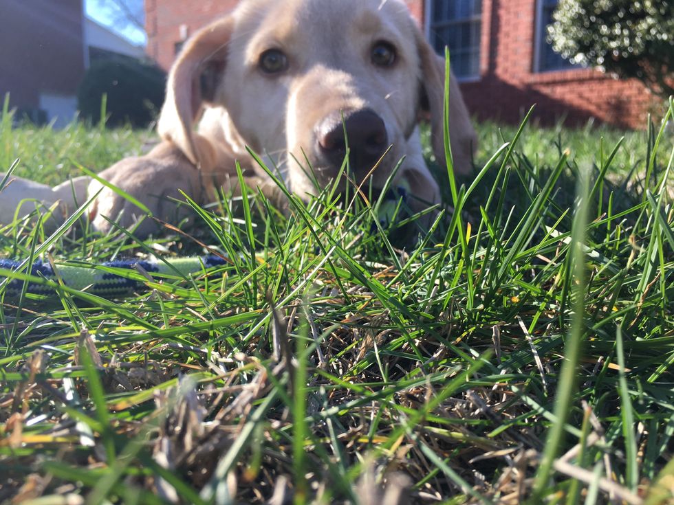 My Labrador Retriever laying down on the grass