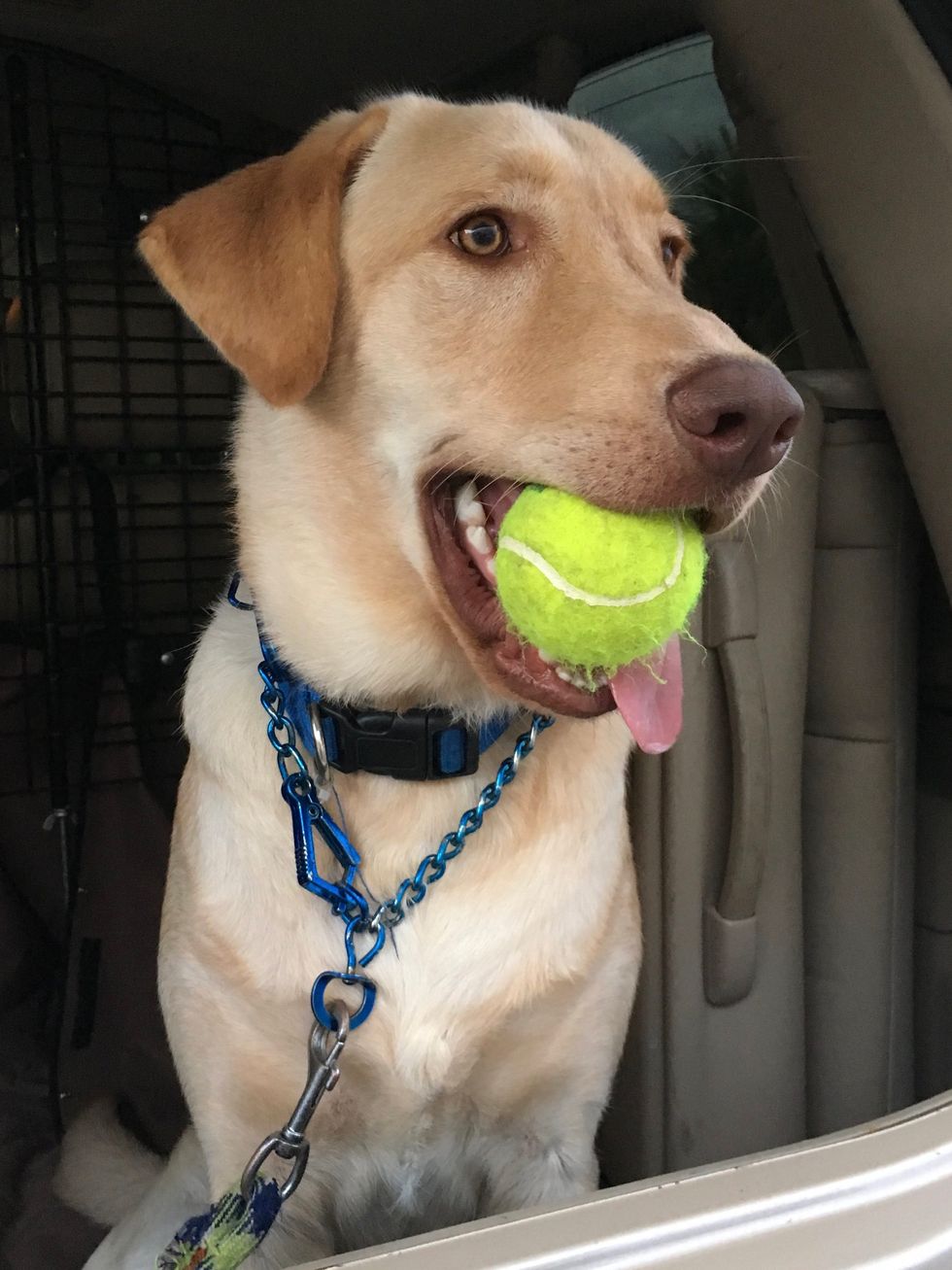 My Labrador Retriever with a tennis ball in his mouth