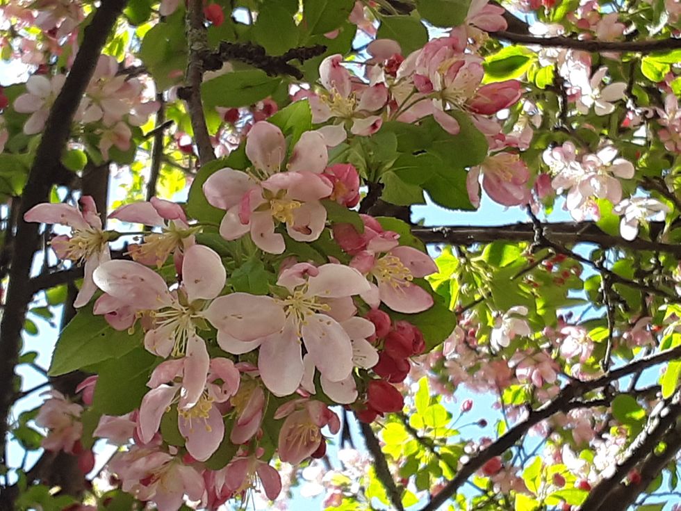 Springtime For Something: Commencement In The Time Of COVID