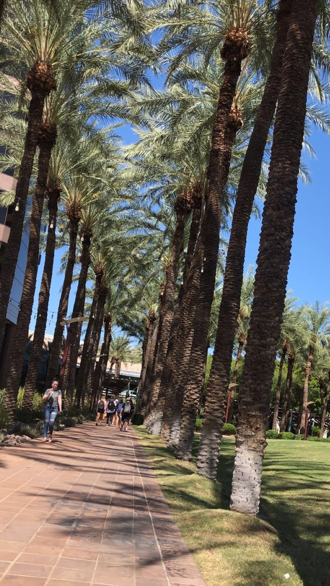 No matter what ASU campus you are on palm trees can be found.