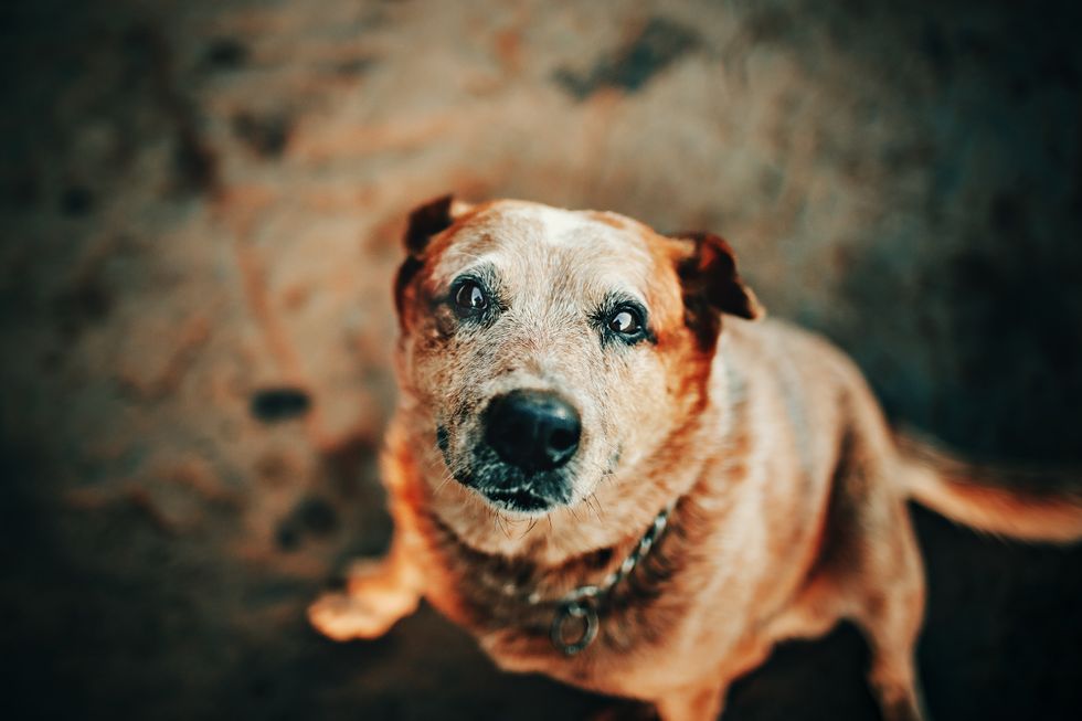 older dog