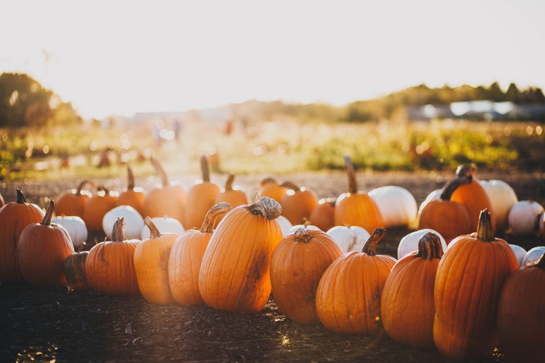 Orange pumpkins under white sky at daytime