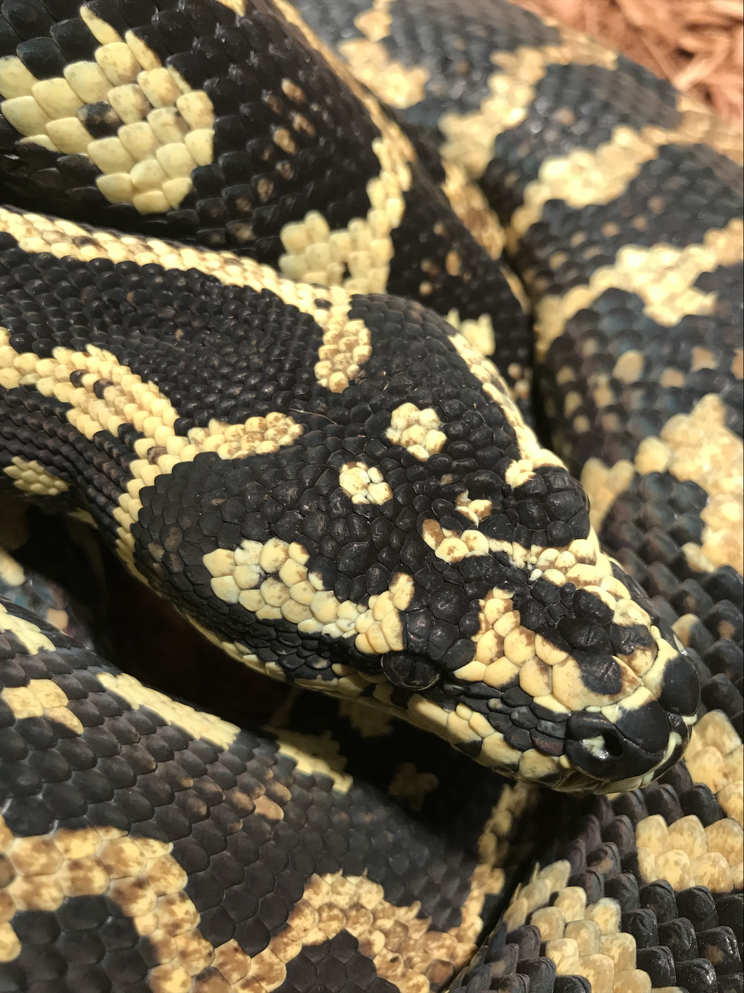 An Open Letter To People Who Kill Snakes, From A Proud Snake Owner