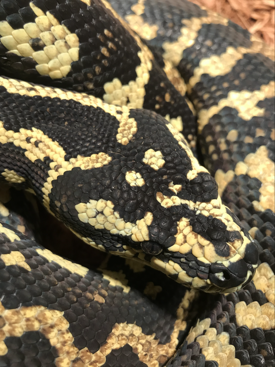 An Open Letter To People Who Kill Snakes, From A Proud Snake Owner