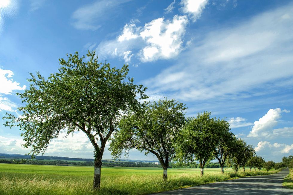 outside, beautiful, trees, blue sky