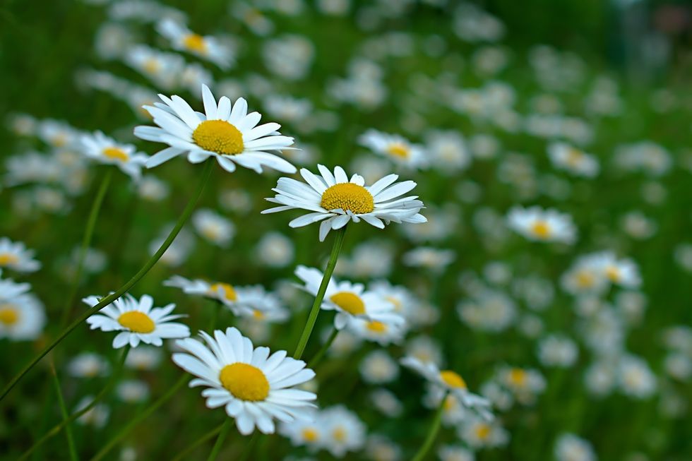Oxeye Daisy