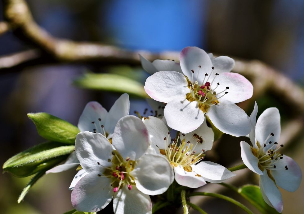 Pear Blossoms