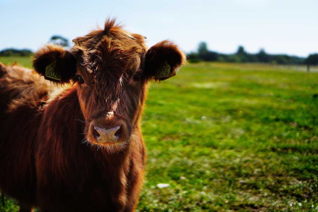pexels.com/photo/brown-cattle-on-green-lawn-grass-during-daytime-162240/