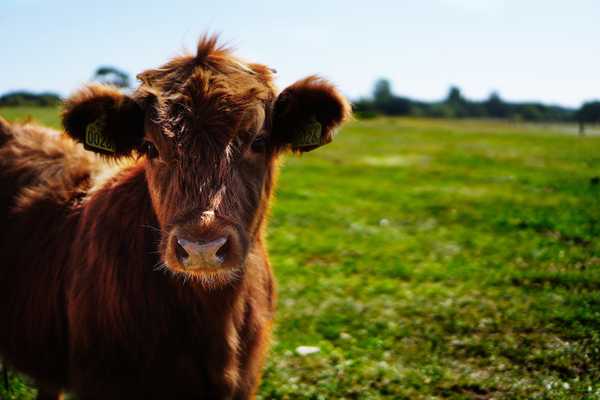 pexels.com/photo/brown-cattle-on-green-lawn-grass-during-daytime-162240/
