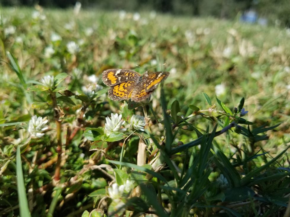 Phaon Crescent Butterfly