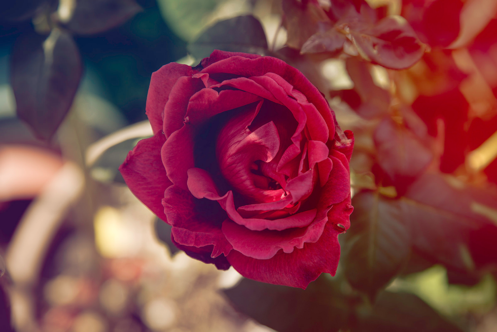 photo of rose on bush