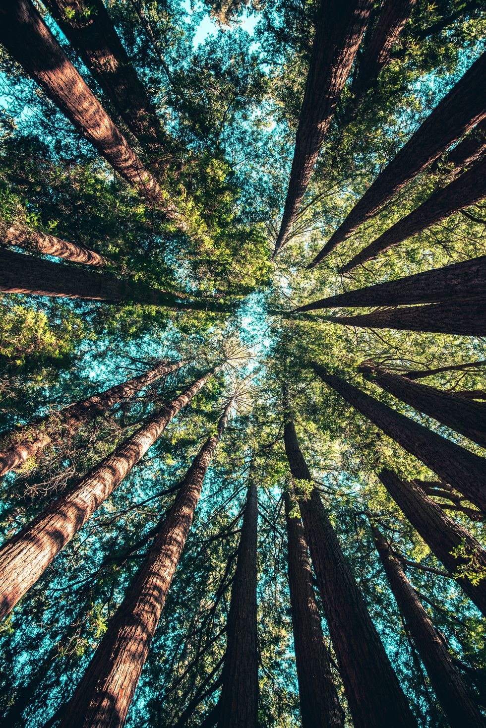 Photo of tall trees basking in the sun