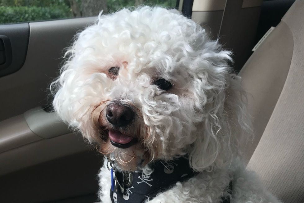 Photo of White Maltese Poodle Mix 