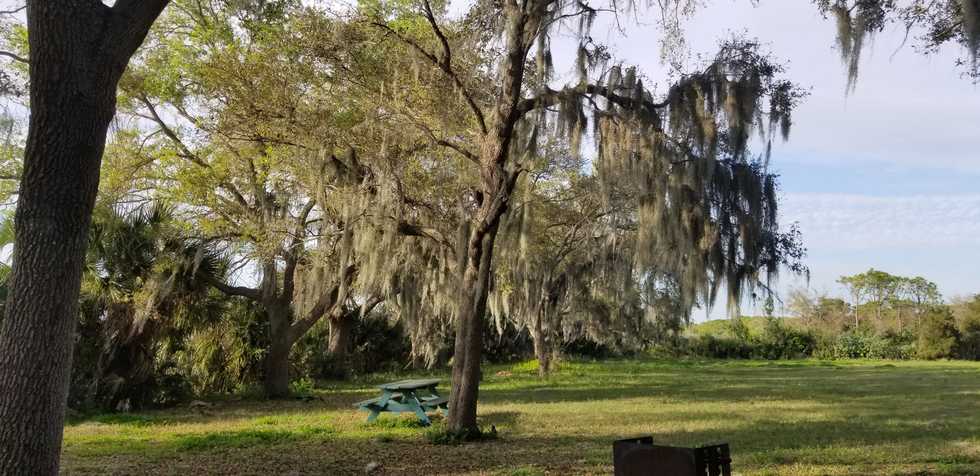 Picnic Bench and Tree With Pileated Woodpecker