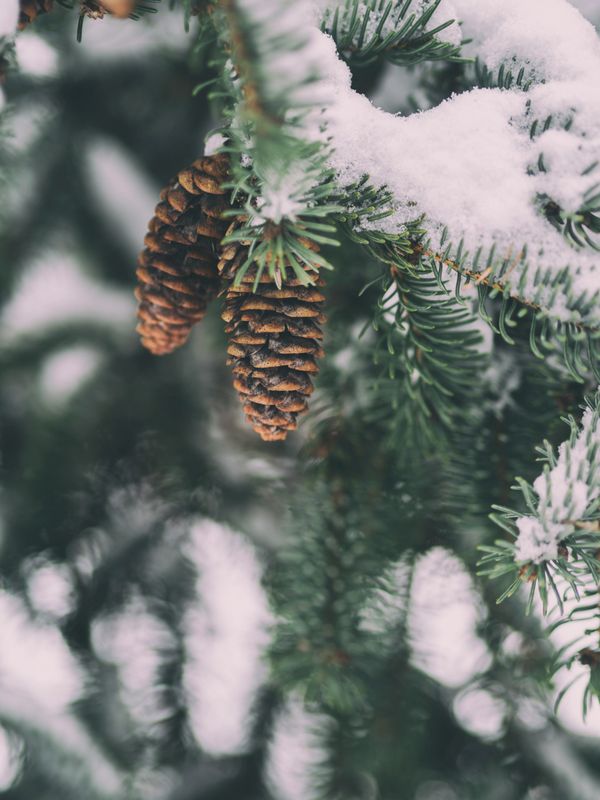 pine cone winter