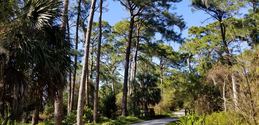 Pine Flatwood Florida