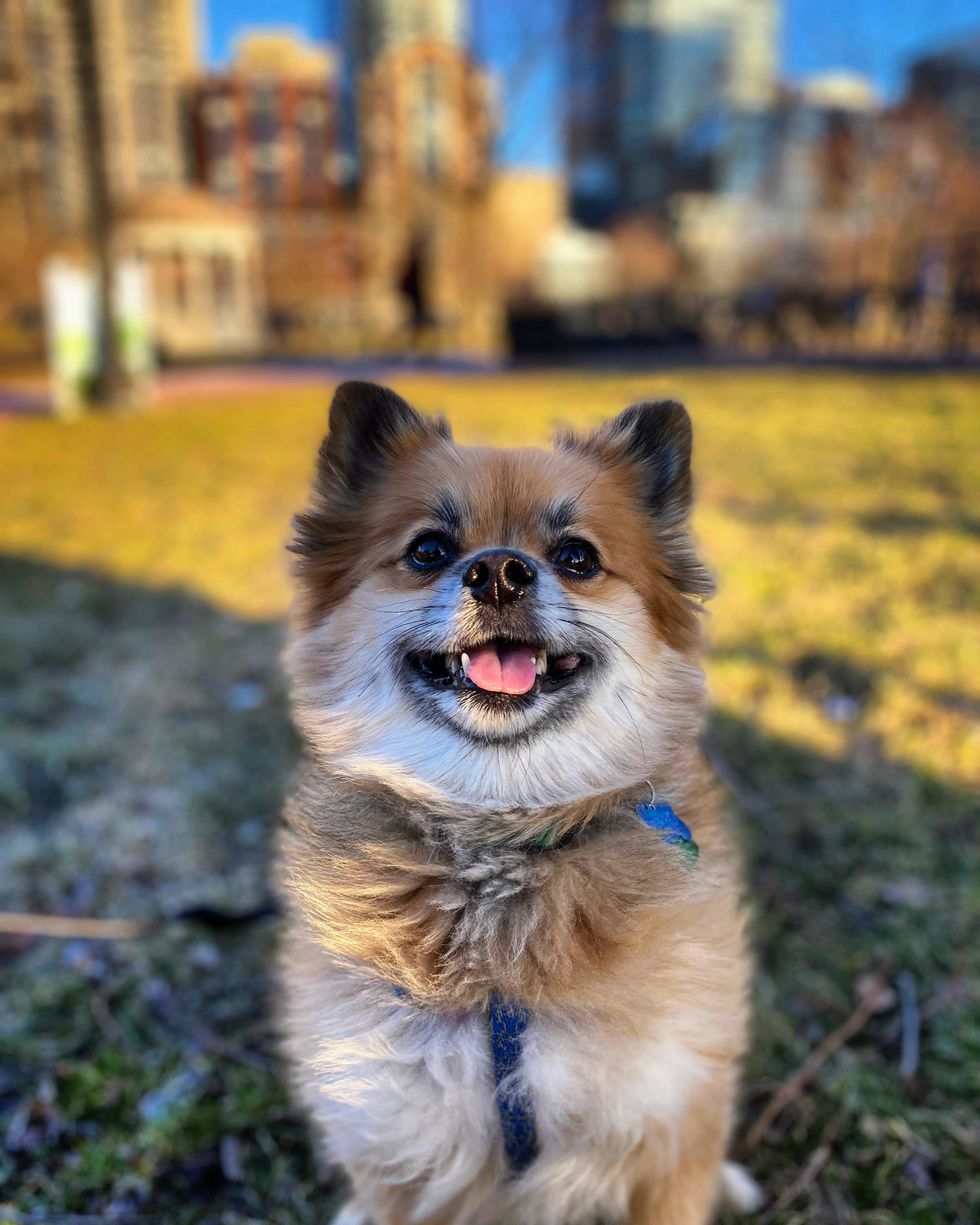 Pomeranian in the Park - Little Nikko, Big City