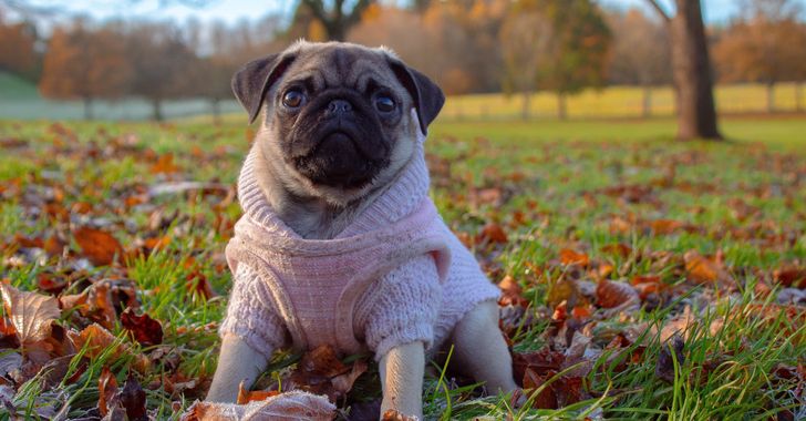 pug with pink suit on grass