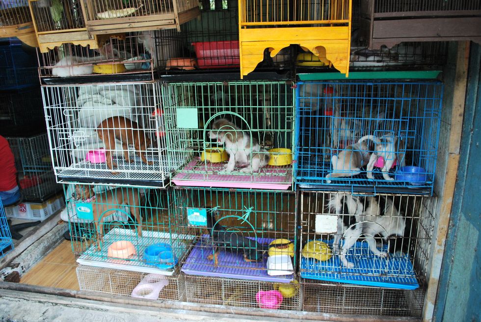puppy mills