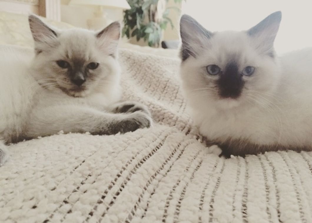 ragdoll cats