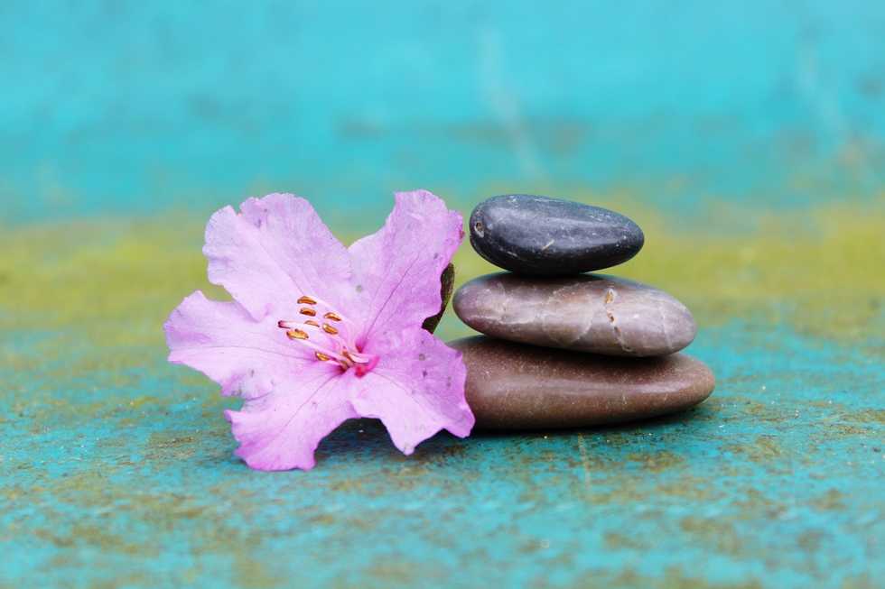 rocks and a flower