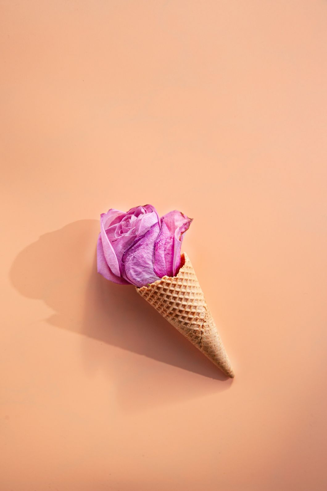 Rose flower in a waffel icecream cone on a orange backround