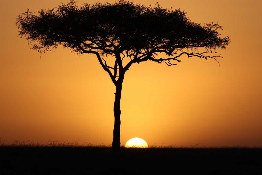 Safari Sunset