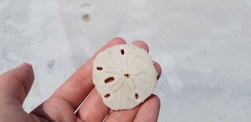 Sand Dollar