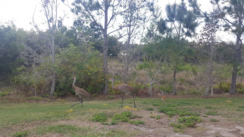 Sandhill crane pair and chick