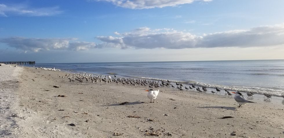 Sandpipers and Royal Terns on the Beach