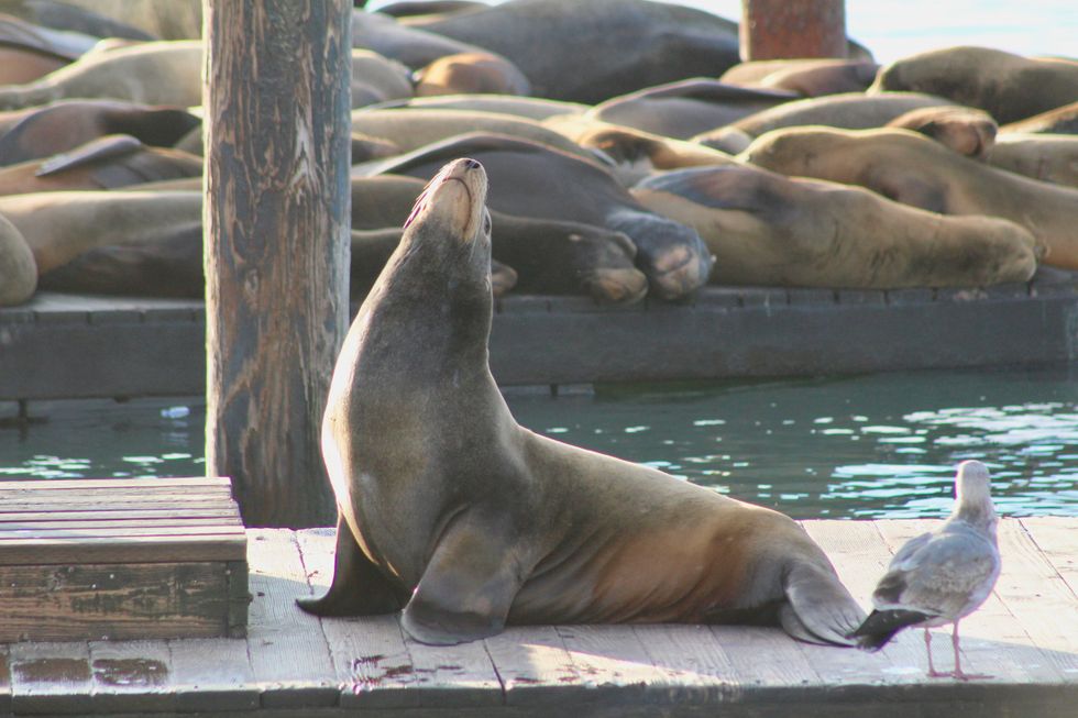 Sea Lion on Pier 39