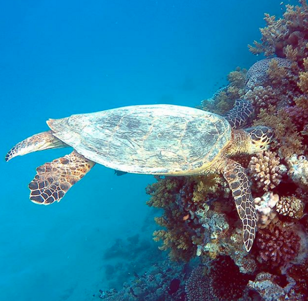 sea turtles.