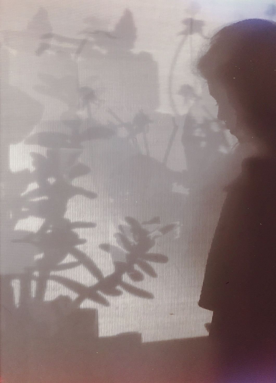 Shadow Profile With the Plants on the Window Sill