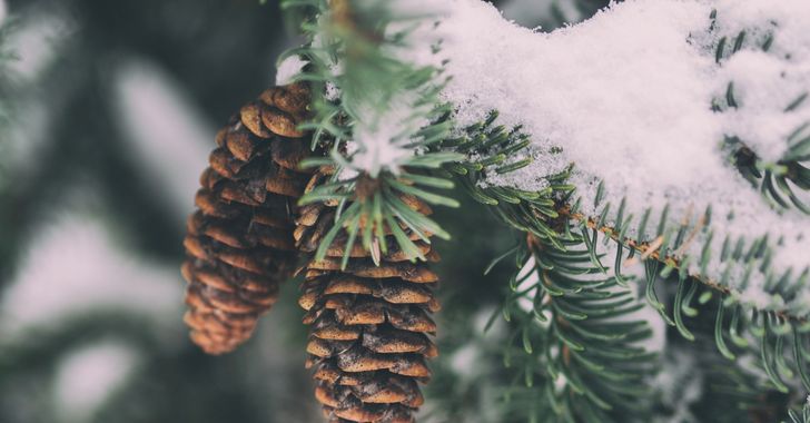 shallow focus photography of pine cone