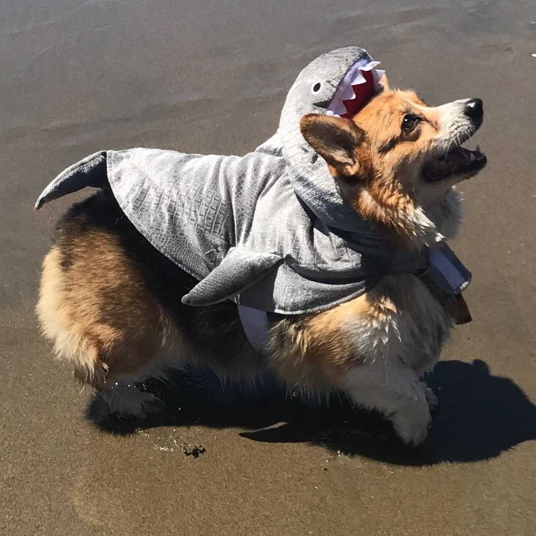 Shark in ocean