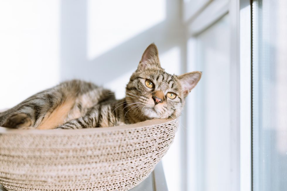 Maintaining The Well-being of Your Pet Cats