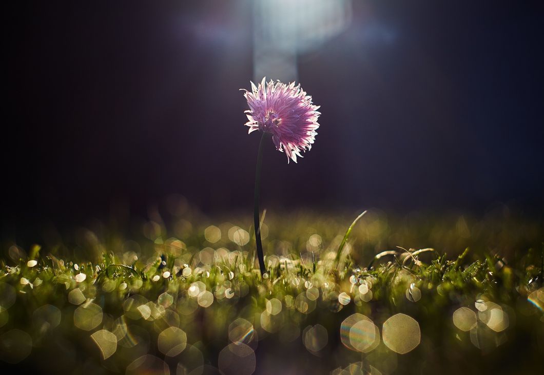 Single flower beginning to bloom in the grass
