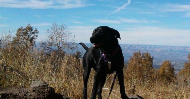 Small black lab on top of a rock in front of a distant canyon and a blue sky