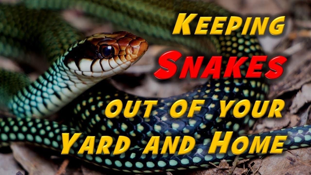 Snakes Can Be Dangerous – Especially When They Enter Your Home | Get Rid Of Snakes Now