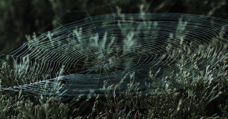 spider web in the grass