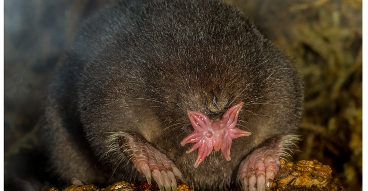 star-nosed mole
