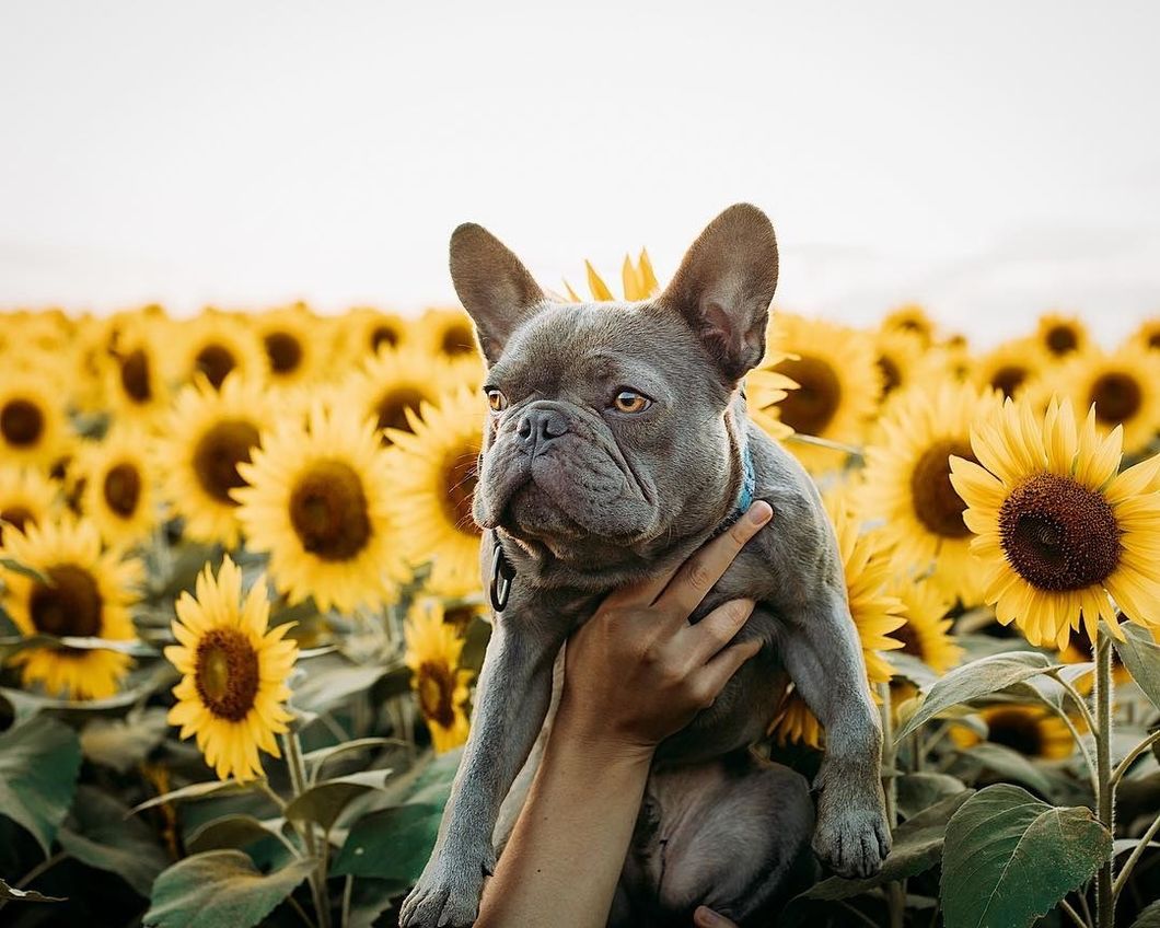 Sunflower Puppy