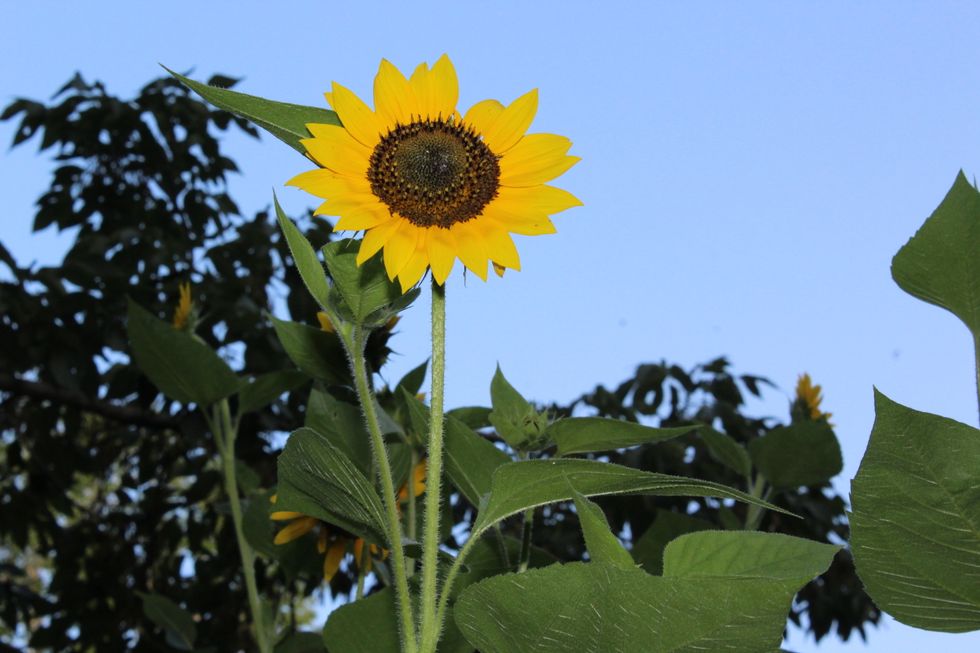 Don't make the sun rise twice, America