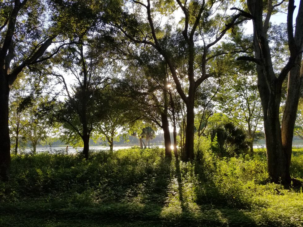 Sunlight Reflecting Off Lake And Streaming Through Trees
