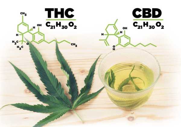 CBD vs. THC