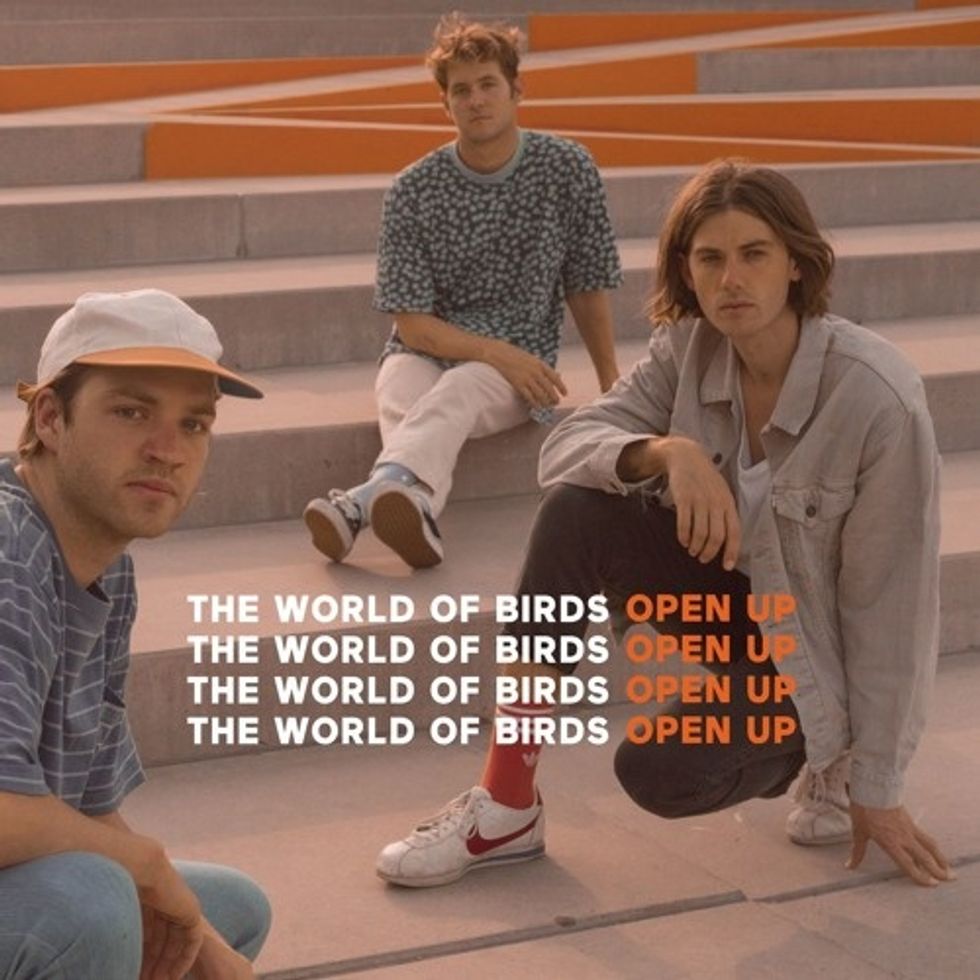 the world of birds