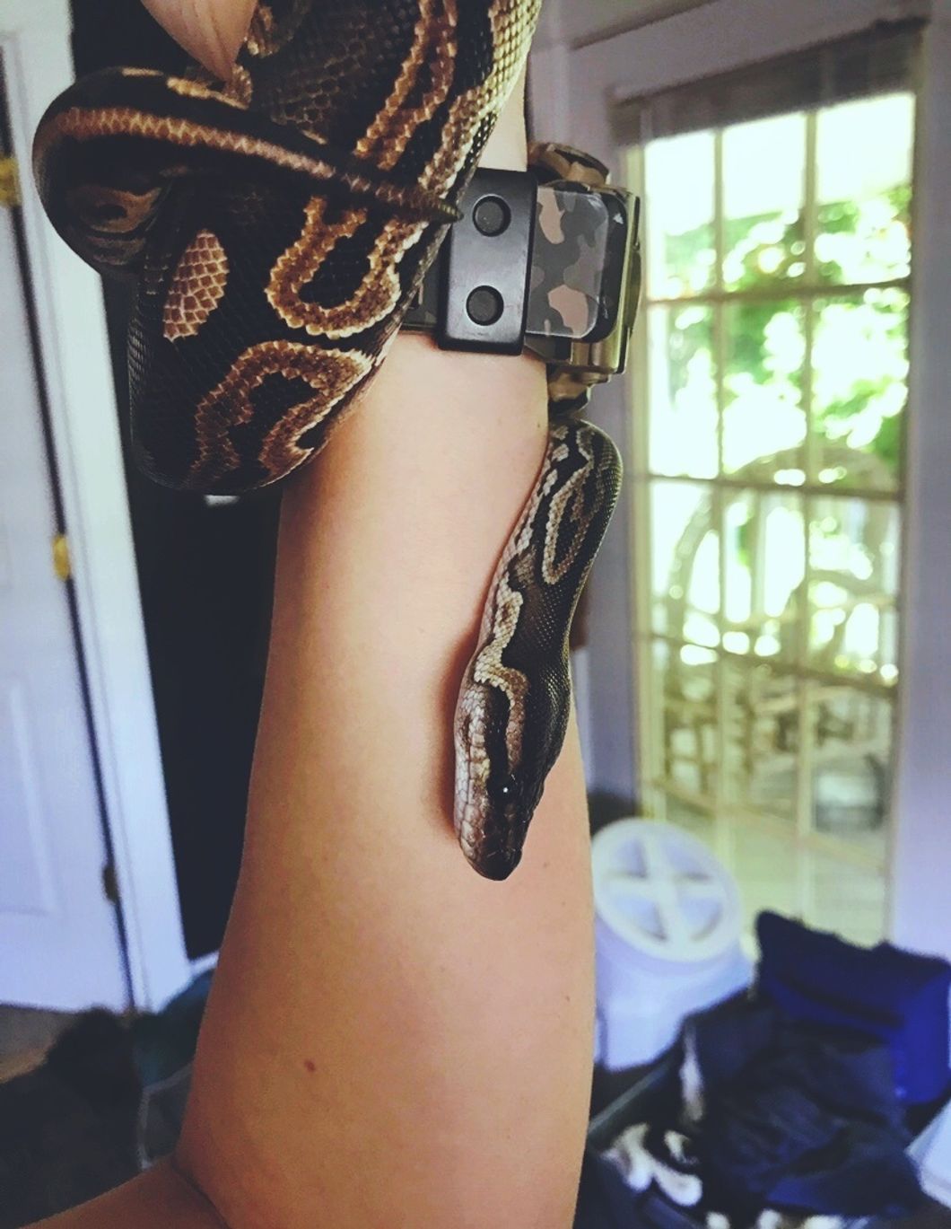 A Ball Python Is Just As Loyal Of A Companion As Any Other Pet