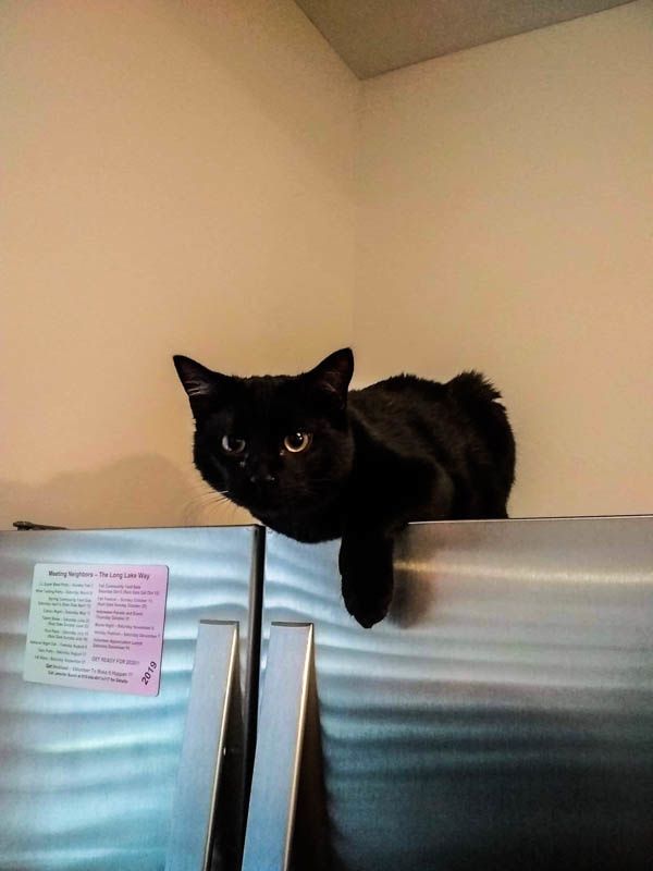 8 Lessons I Learned From My Three-Legged Cat