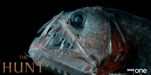 Misguided Fish 4. Jump in the middle of the ocean and encounter a rare, evil-looking ...